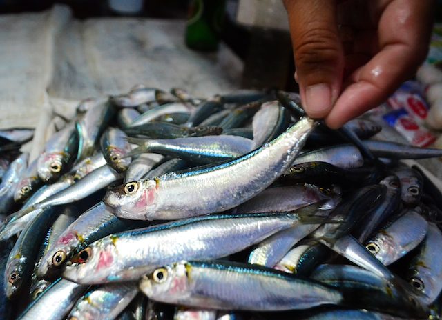 FRESH SARDINES. Fresh sardines are sold for as low as PHP50 per kilogram. Photos by Gregg Yan 