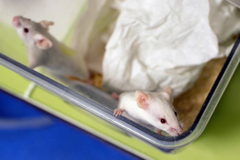 Gene editing advance reverses disease in mice
