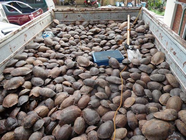 3,900 endangered turtles seized from Palawan warehouse