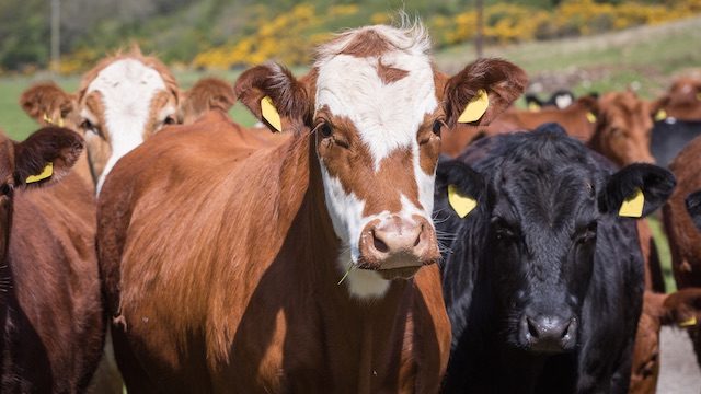 Australia to Indonesia: Don’t be wishy-washy on cattle imports