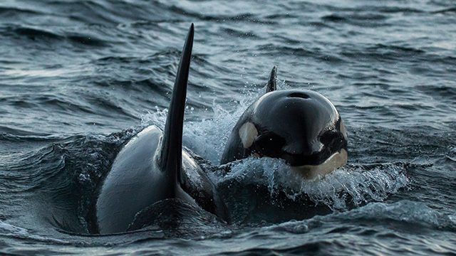 Climate change pushing killer whales to migrate north