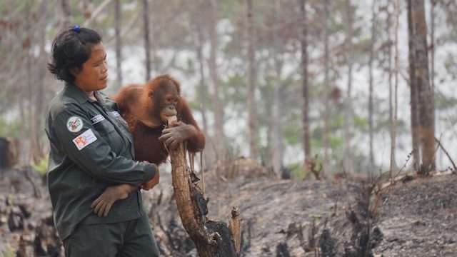 Illegally smuggled orangutans returned to Indonesia