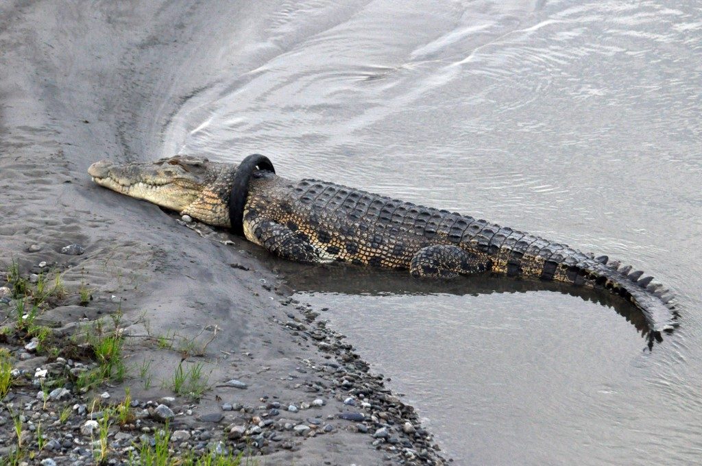 Indonesia offers reward for removing tire from giant croc’s neck