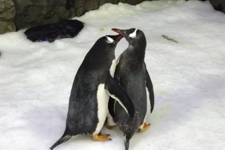 Same-sex penguin couple become parents