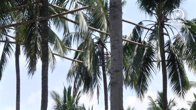 BOUNTY. A mangangarit or coconut nectar collector harvests from his trees in San Juan, Batangas 