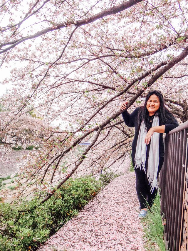 5 Tempat Terbaik Melihat Indahnya Bunga Sakura di Jepang