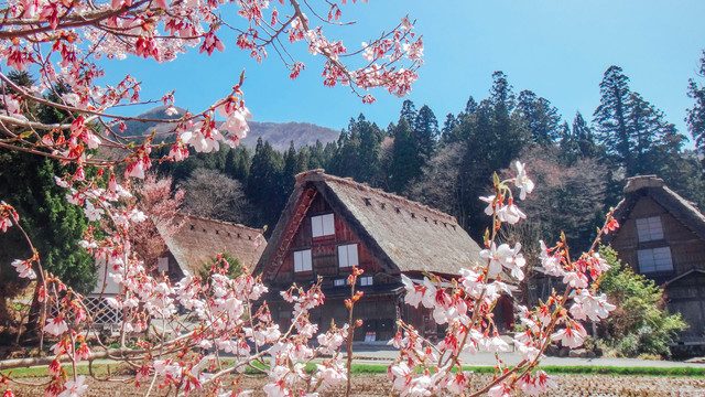 5 tempat terbaik untuk melihat cantiknya sakura di Jepang