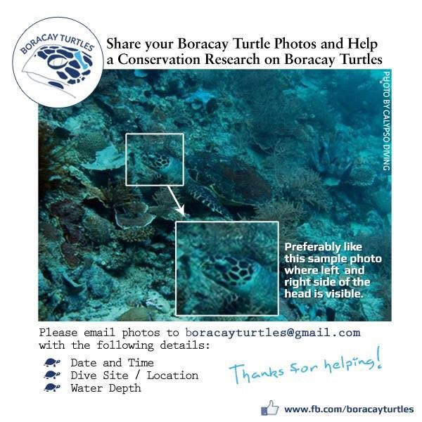 TURTLE SPOTTING. Take photos of any turtle you see in Boracay to help in a turtle conservation initiative. Photo courtesy of Boracay Turtles 