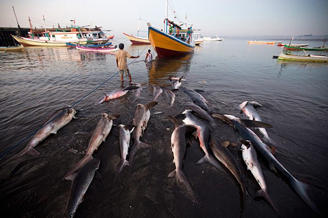 OVEREXPLOITATION. Sharks are offloaded at the Tanjung Luar fish market in Lombok, Indonesia. Photo by Paul Hilton/ Greenpeace