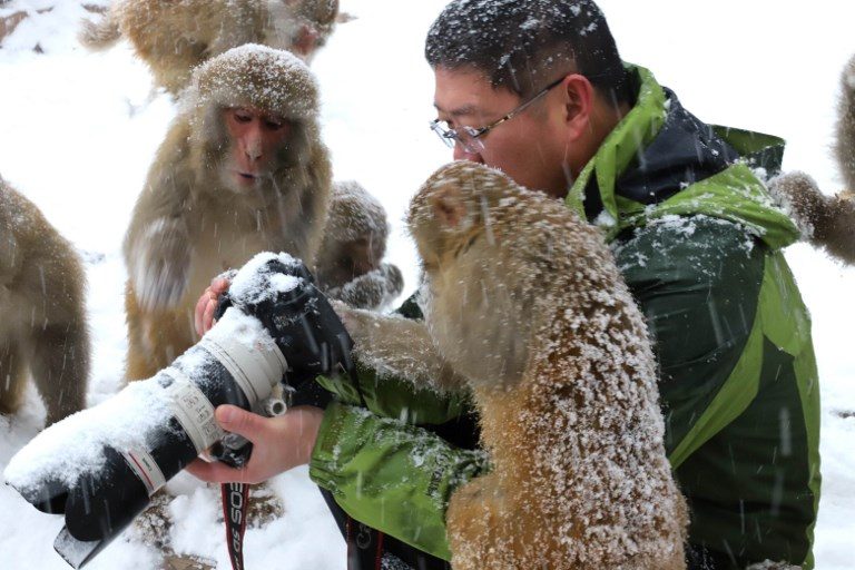 CHIMPING. Macaque monkeys look at a photographer's camera at the Wulongkou Nature Reserve in Jiyuan in China on January 6, 2018. AFP Photo  