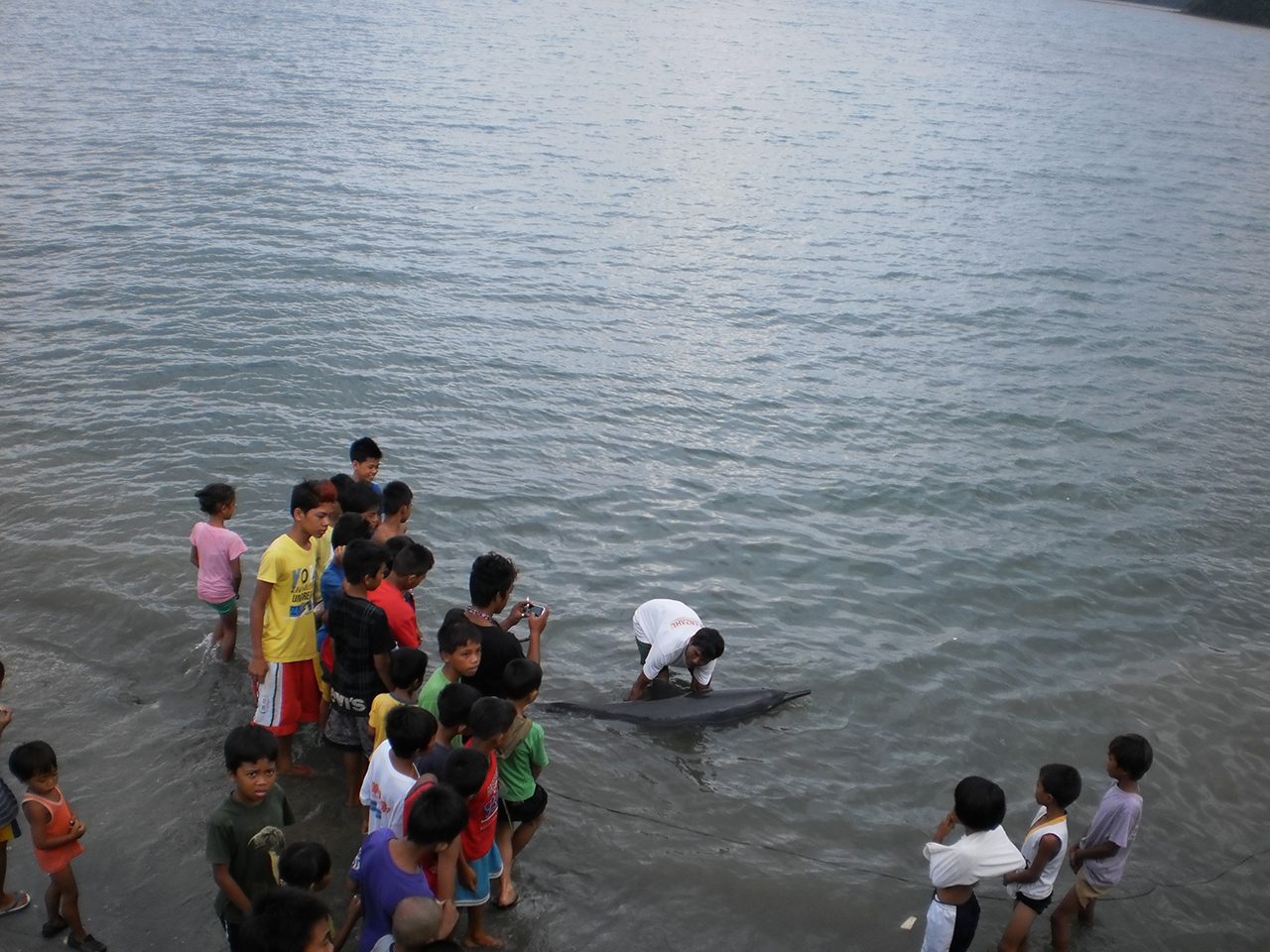 Samar community saves stranded dolphin