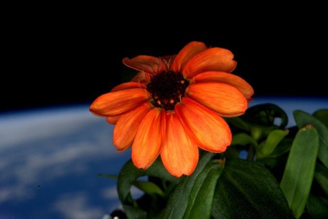 Space bloom: Astronauts grow flower at space station
