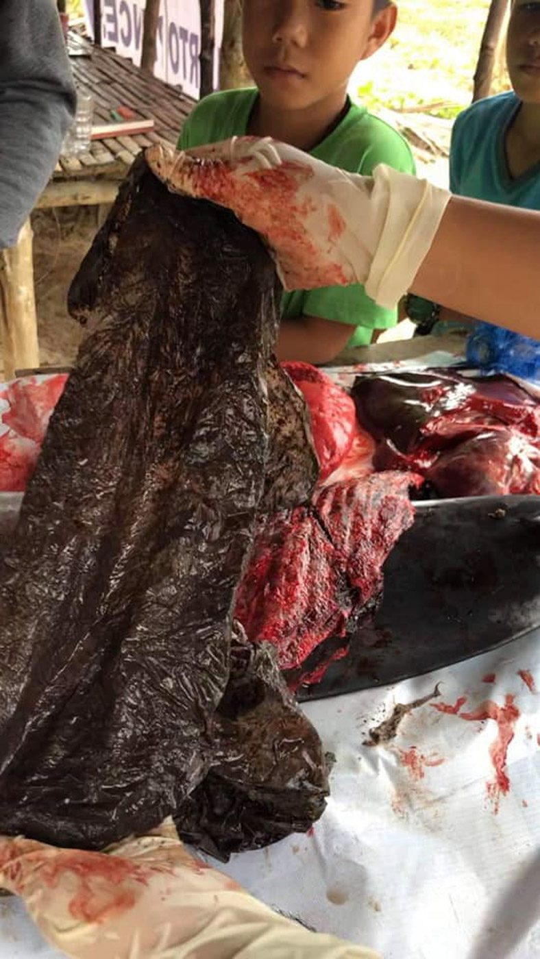 GARBAGE. Here's the garbage bag found inside the stomach of Wally, the juvenile Rough-Toothed Dolphin (Steno bredanensis) which died in El Nido. Photo courtesy of El Nido Resorts- Be Green 