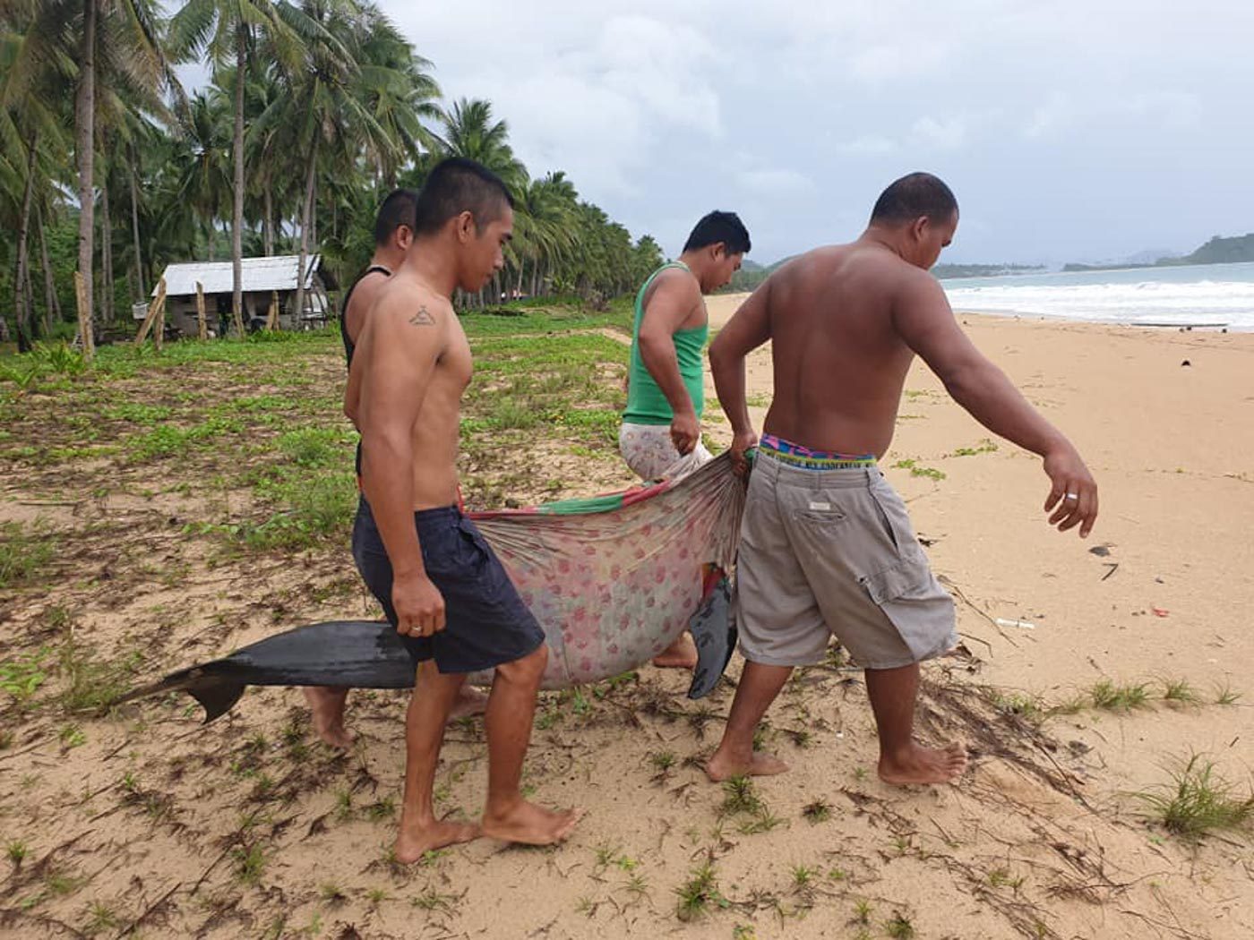 Dolphin dies in El Nido after eating garbage bag