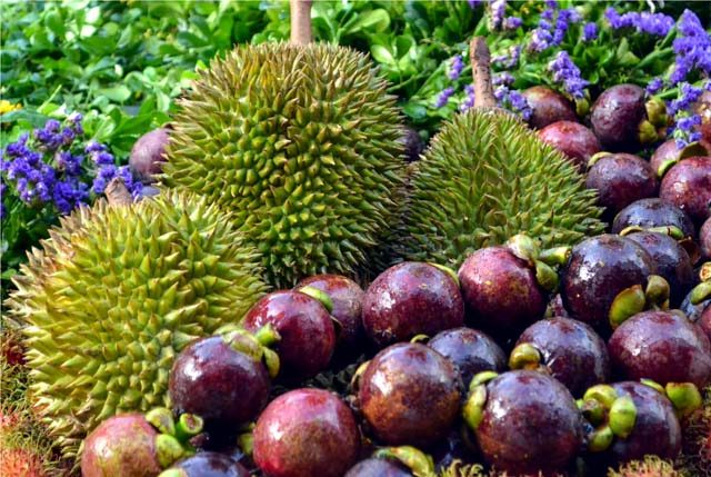 FRUITS. Durian and mangosteen, the king and queen of tropical fruits, respectively, abound during the Kadayawan Festival.  