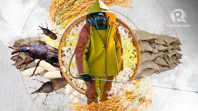 [ANALYSIS] Filipinos don’t deserve fumigated nor weevil-infested rice