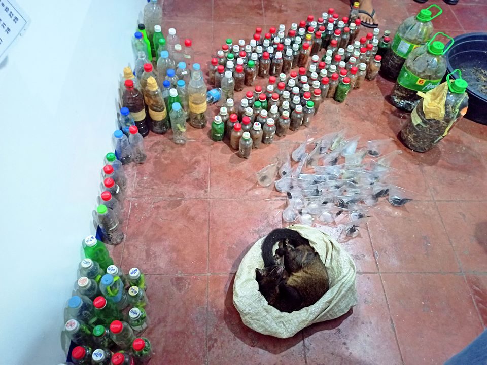 FOR TRADE. Wildlife animals were stored in plastic bottles and sacks. Photo courtesy of CENRO Bago
 