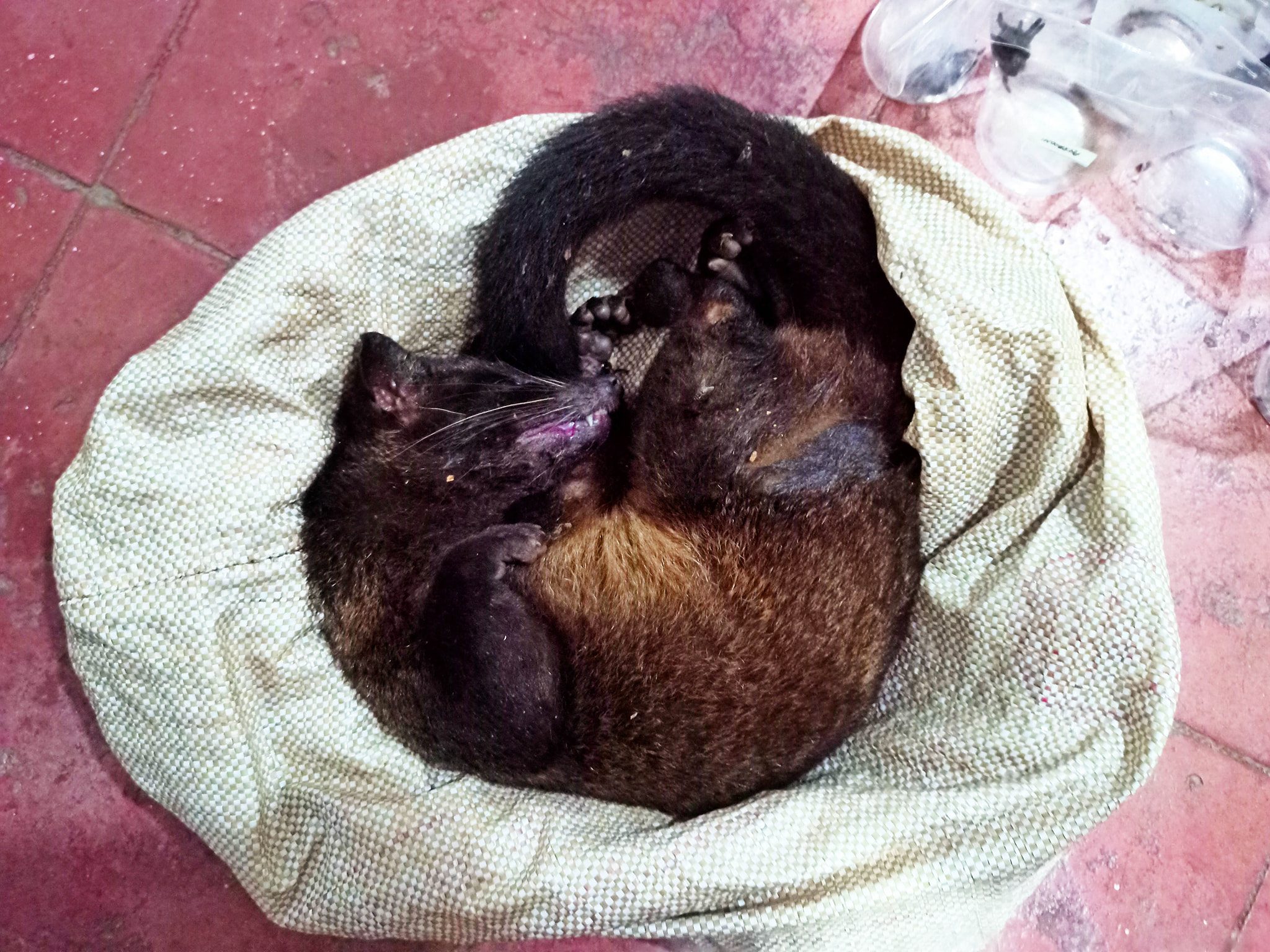DEAD. The Asian palm civet was already dead upon retrieval. Photo courtesy of CENRO Bago
 
