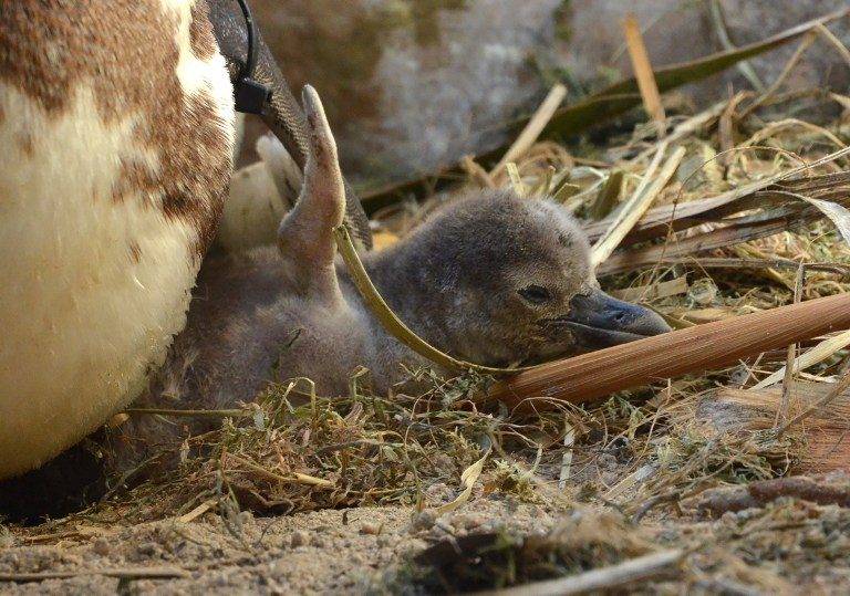 Japan hatches penguin chicks using artificial insemination