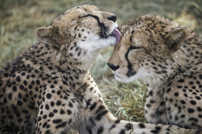 Cheetahs ‘sprinting’ towards extinction – wildlife study