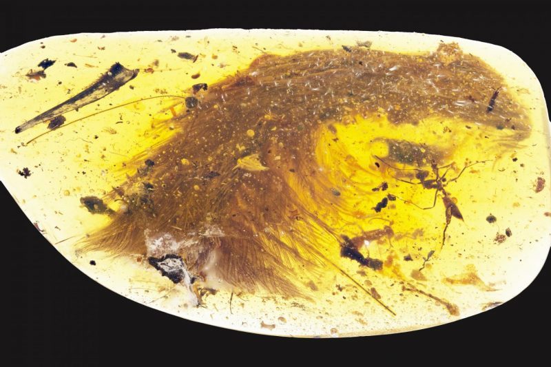 Photo of the tip of a preserved dinosaur tail section, with feathers arranged down both sides of tail. Image courtesy R.C. McKellar/ Royal Saskatchewan Museum 