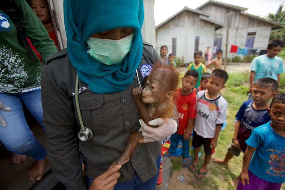 BAYI. Petugas dari International Animal Rescua menyelamatkan bayi orangutan yang dipelihara secara ilegal di sebuah rumah di desa Sungai Besar, Kalimantan Barat, 27 Juli 2015. Foto: EPA/Tim Laman 
