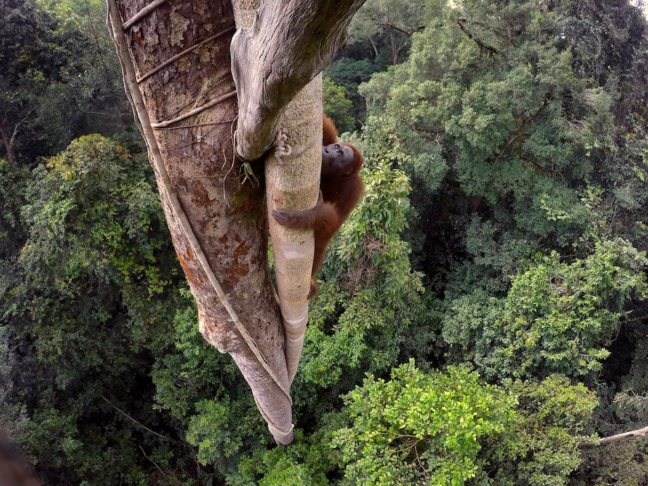 MEMANJAT. Orangutan memanjat pohon hingga ketinggian 30 meter di Taman Nasional Gunung Palung, Kalimantan Barat, 12 Agustus 2015. Foto: EPA/Tim Laman 