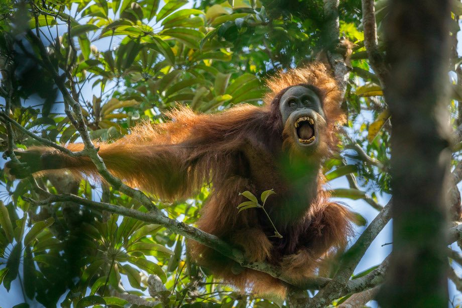FOTO: Seri foto orangutan yang memenangkan World Press Photo