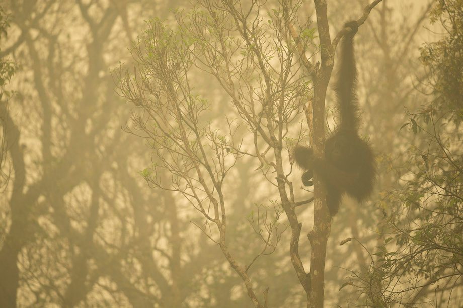 BERTAHAN. Orangutan berada di hutan yang tertutup asap akibat kebakaran hutan di sepanjang sungai Mangkutup, Kalimantan Tengah. 24 Oktober 2015. Foto: EPA/Tim Laman 