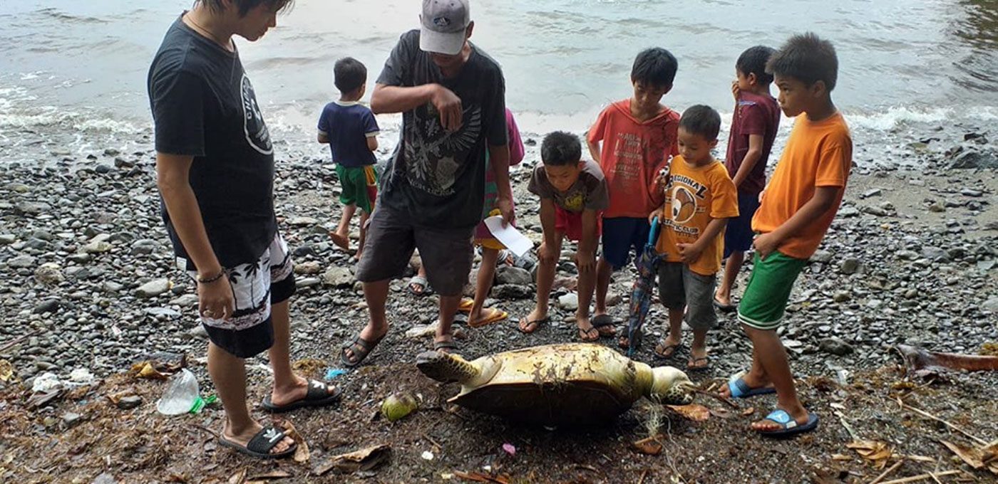 Green sea turtle, whales found lifeless on Bicol shores