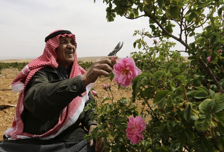 Syria’s famous damask rose withered by war