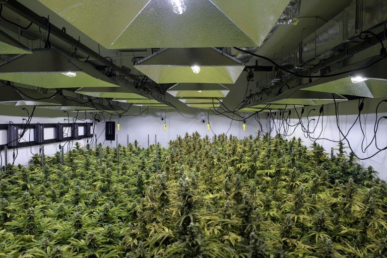 ‘Grown in Washington’: The marijuana farms near US power hub