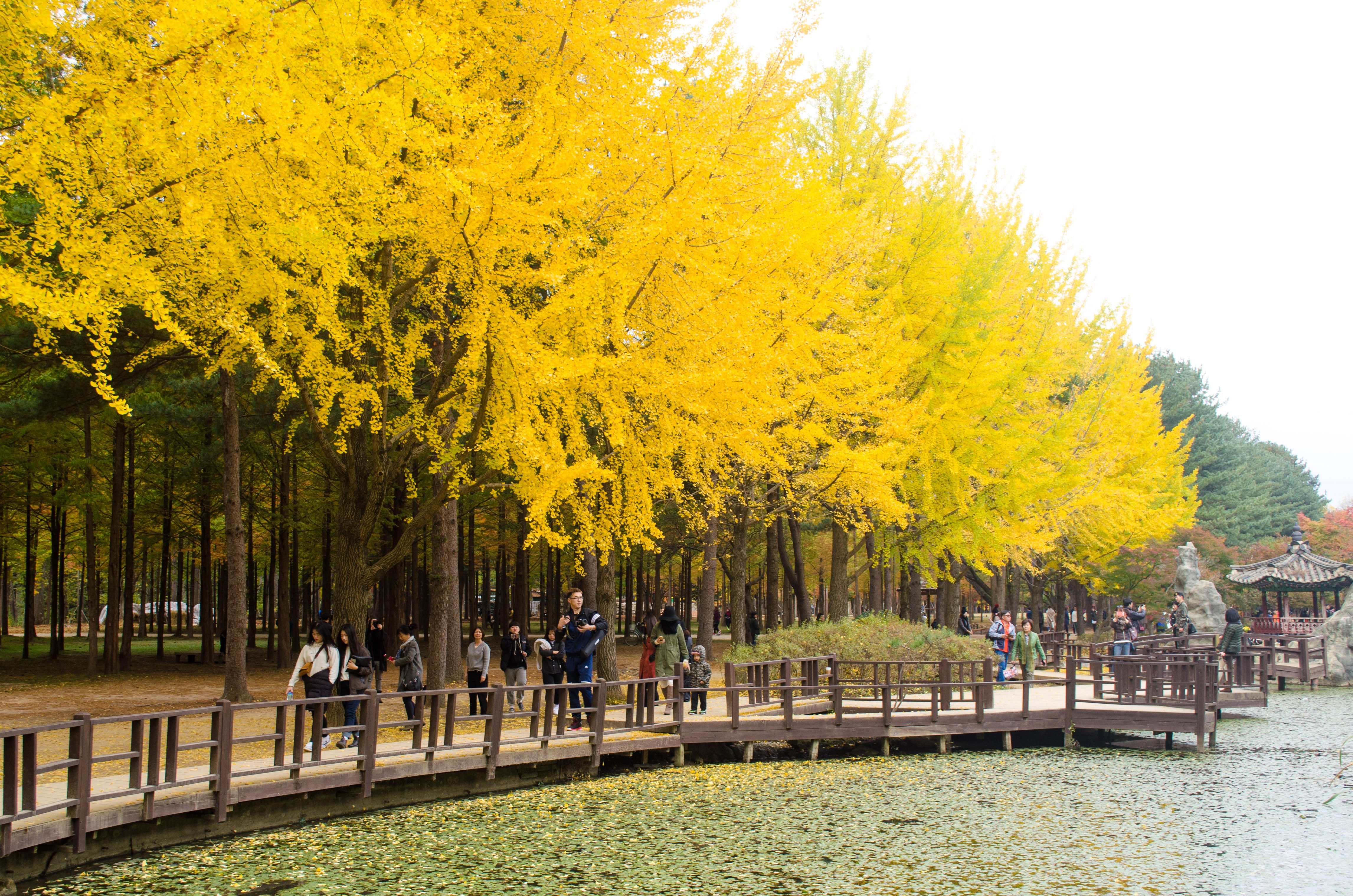 NAMI ISLAND. Nami Island is one of the spots near South Korea that tourists can visit. Photo by Tomi Setianto  
