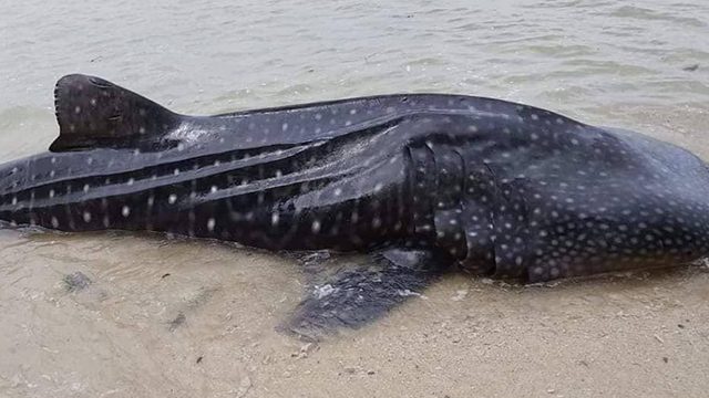 Stranded juvenile whale shark dies in Masbate