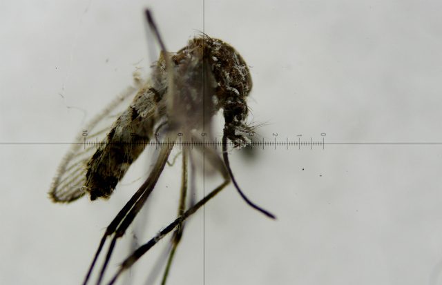 Brazil confirms mosquito as Zika vector