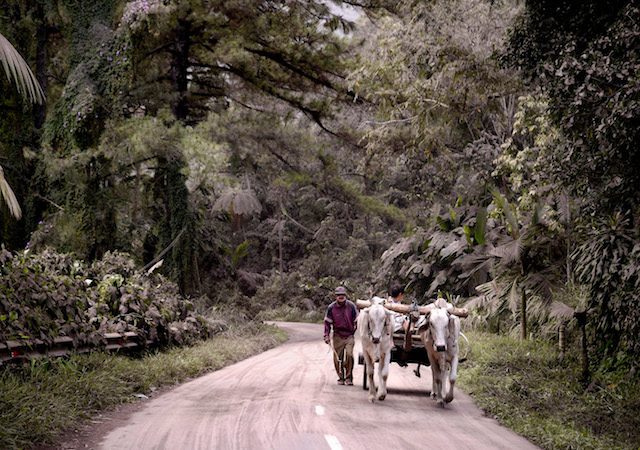 Warga menggunakan pedati berjalan di kawasan Desa Noongan, Minahasa, Sulawesi Utara, Selasa (5/1). Noongan merupakan salah satu dari tiga desa yang terparah yang terkena dampak erupsi Gunung Soputan, dengan ketebalan debu vulkanis mencapai 3-5 cm. ANTARA FOTO/Adwit B Pramono 