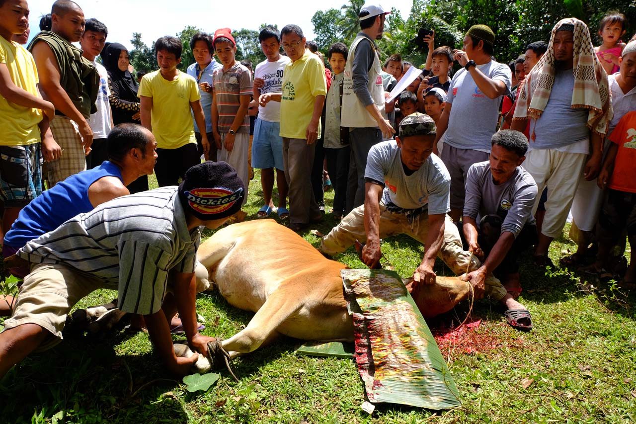 CELEBRATION. 45 calves were distributed to residents of Pagalamatan, Saguiaran, Lanao del Sur. Photo by Bobby Lagsa/Rappler 
