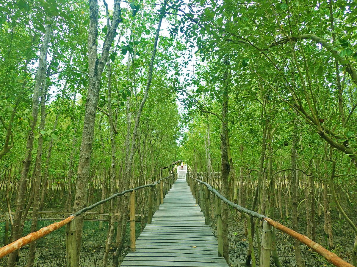 FOREST TRAIL. Bakhawan Eco-Park's wooden bridge lets you walk through the forest and pass through a river, as seen farther ahead. Photo by Rhea Claire Madarang 