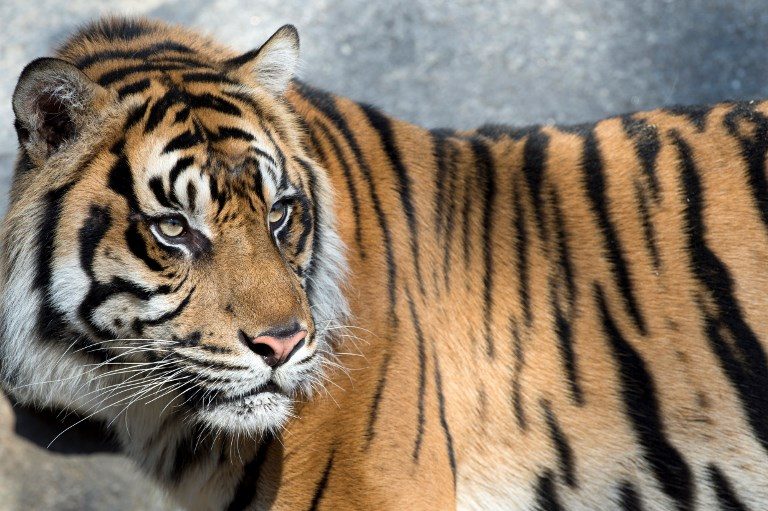 Sumatra’s receding forests pushing tigers to the brink