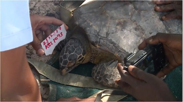 Sea turtles’ sad fate: From restaurant menus to plastic ‘soup’