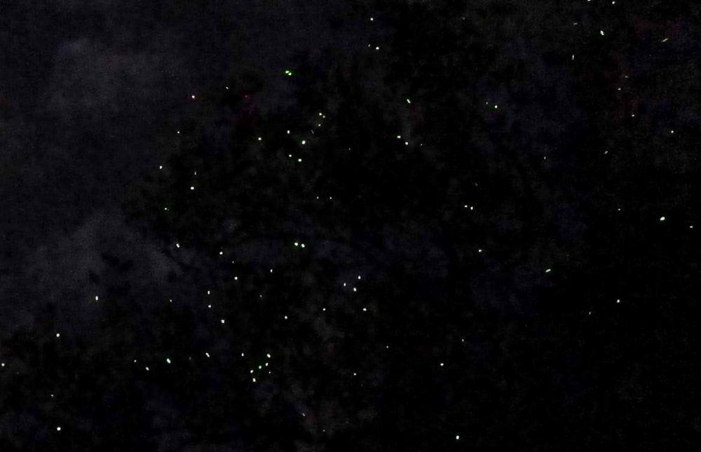 Fireflies at Ogod River. Photo by Gregg Yan 