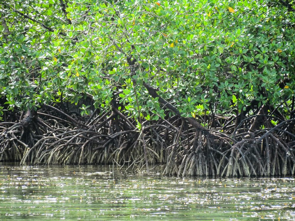 Mangrove forest in Coron, Palawan. Photo by Carol Caudilla  