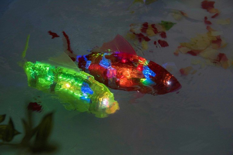 ROBOT FISH. AI-based robot fish known as MIRO (Marine Intelligent Robot), developed by South Korean company AIRO, swim in a pool during a demonstration at the Advanced Content Technology Expo in Tokyo on June 29, 2017. Photo by Kazuhiro Nogi/AFP   