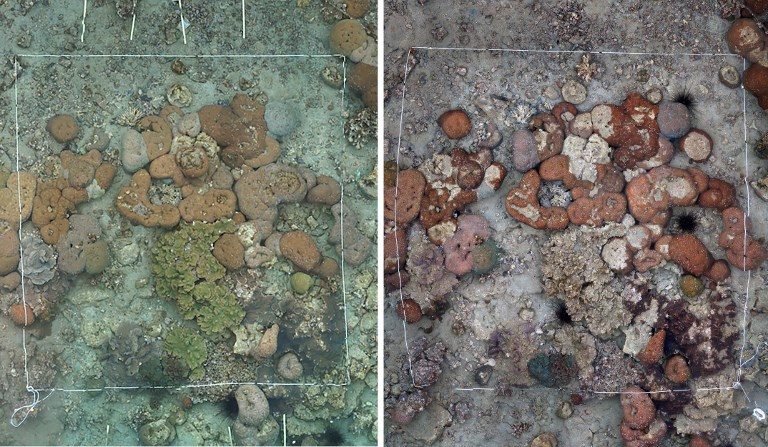 World’s northernmost coral reef in Japan bleached