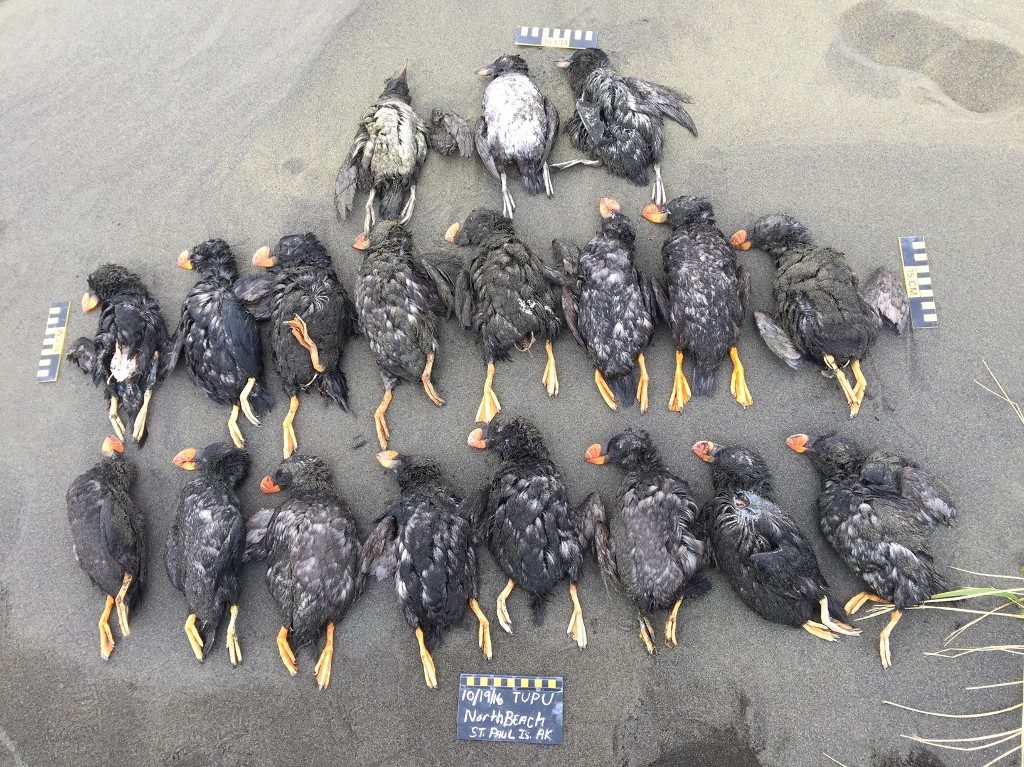 Climate change killing off Bering Sea puffins, say scientists