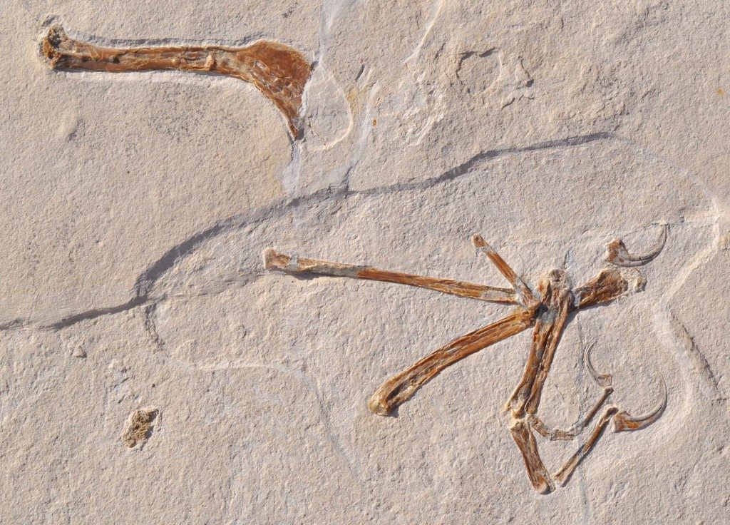 Scientists unearth ‘most bird-like’ dinosaur ever found
