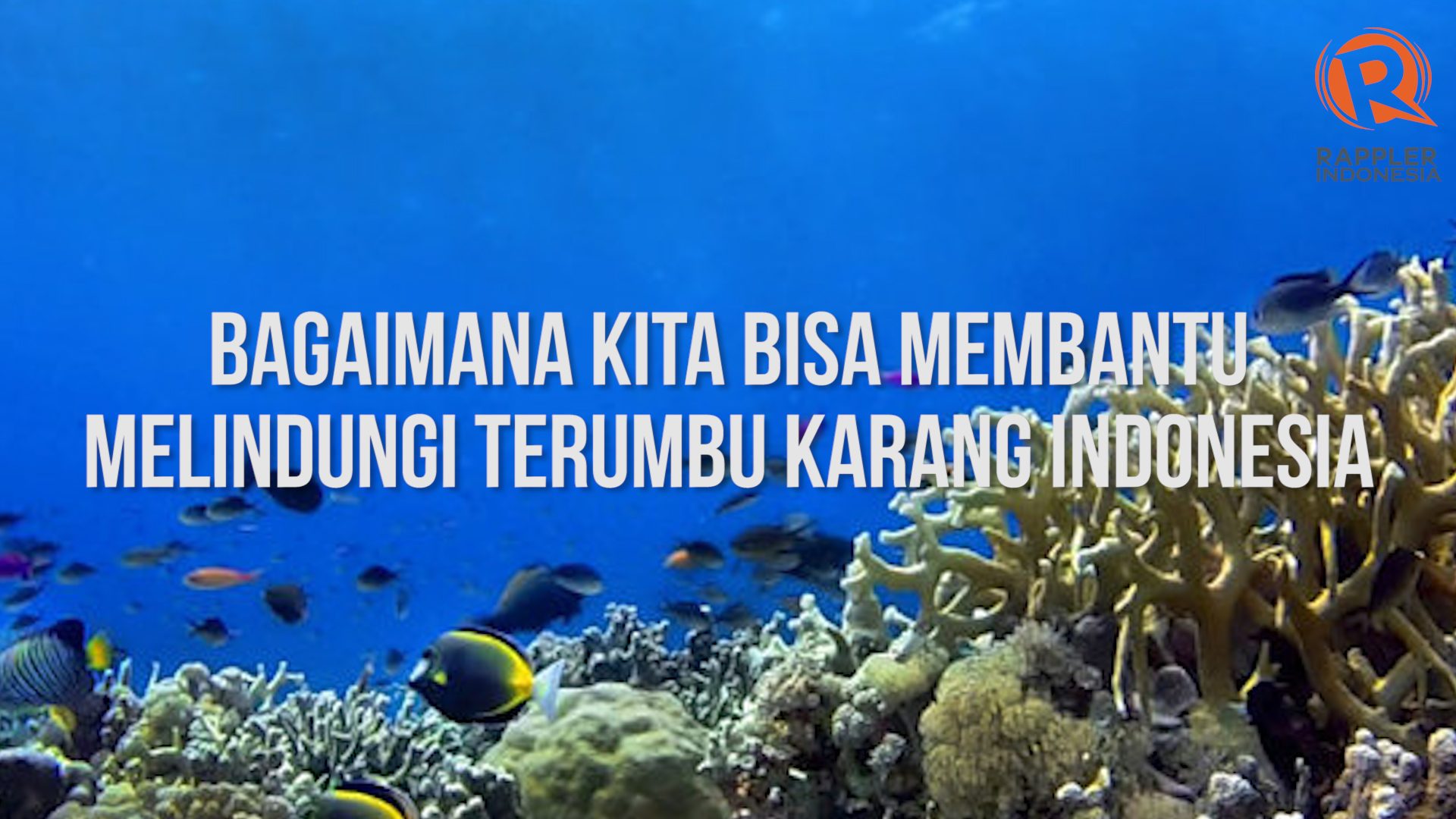 SAKSIKAN: Bagaimana kita bisa melindungi terumbu karang Indonesia