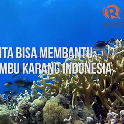 SAKSIKAN: Bagaimana kita bisa melindungi terumbu karang Indonesia