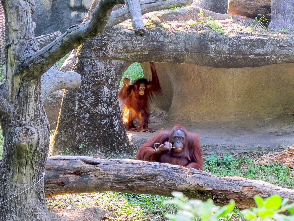 PLAY. Find orangutans and other amazing animals in Taipei Zoo. Photo by Nikka Sarthou-Lainez 