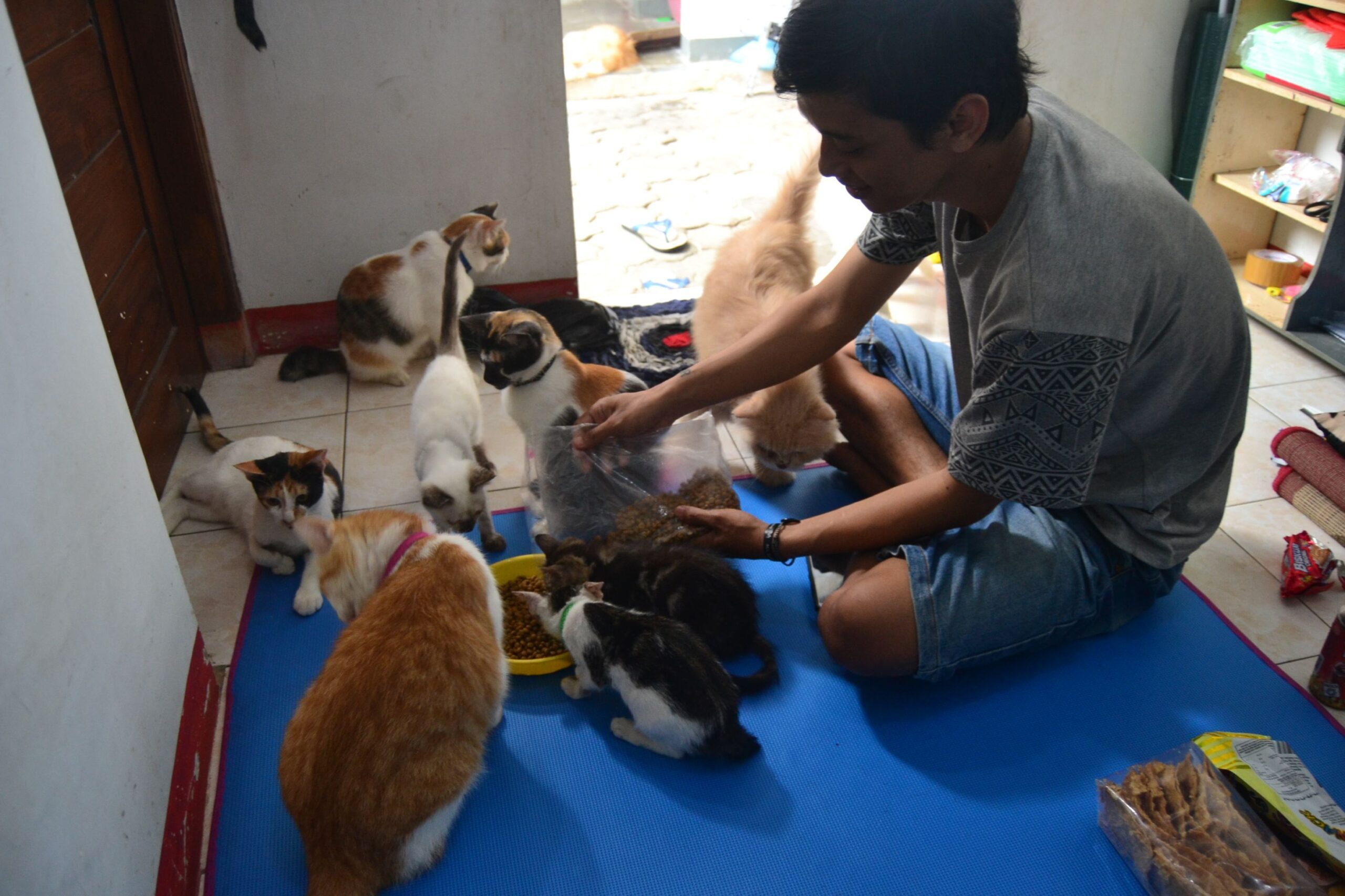 Komunitas penyayang kucing Yogyakarta berhasil bebaskan terpidana UU ITE